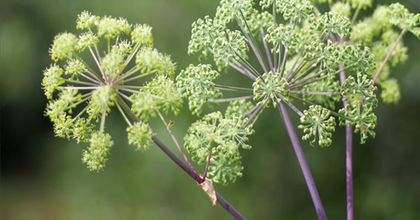 ayrik otu ayrik koku